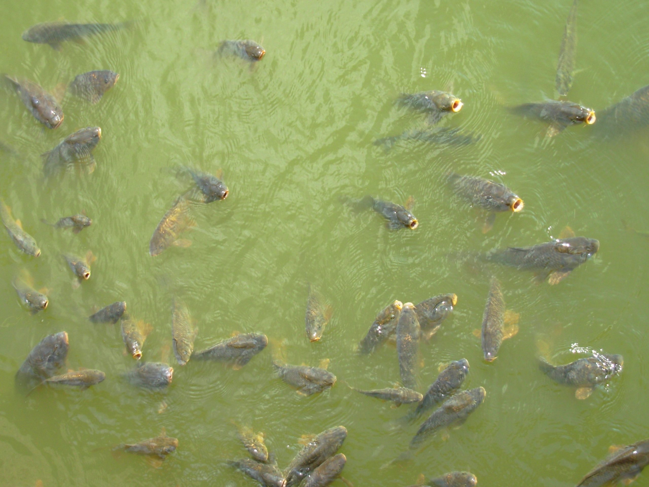 Carp virus release only the first step in native fish recovery